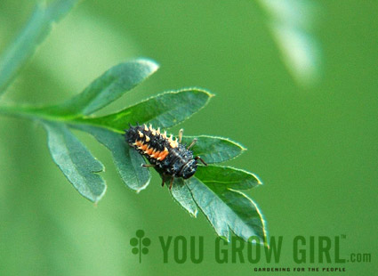 Lady Bug Larvae Photo by Gayla Trail