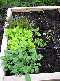 Lettuce and Radishe Squares