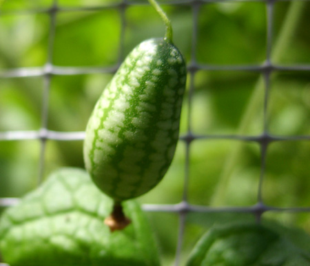 mexicansourgherkin.jpg