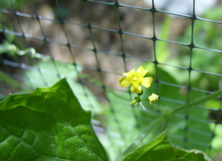 mexicansourgherkin_flower.jpg