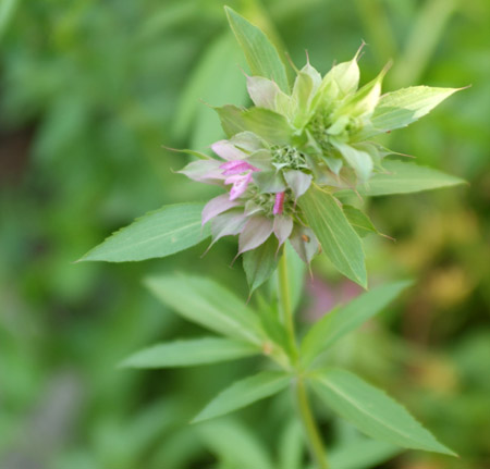 Monarda citriodora