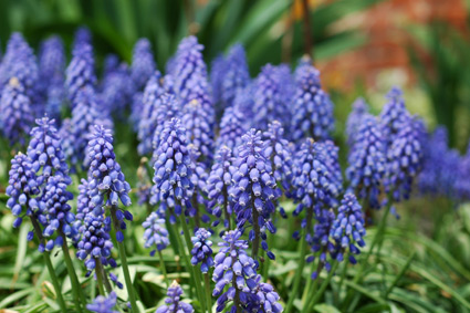 Muscari - Grape Hyacinth