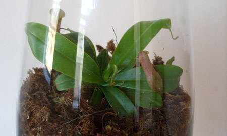 nepenthes_terrarium1.jpg