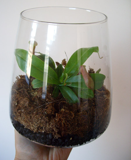 nepenthes_terrarium2.jpg