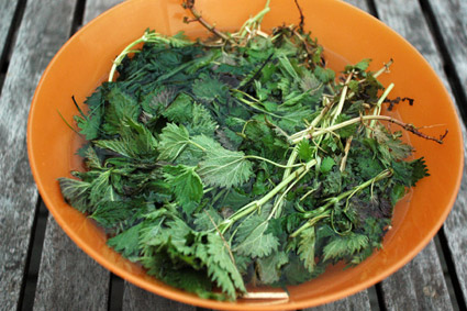 Stinging Nettle Tea