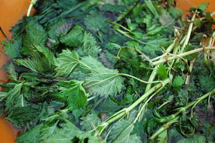 Stinging Nettle Tea