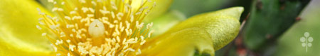 opuntia_flower_th.jpg