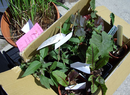 parkdalehortsale2_2008.jpg