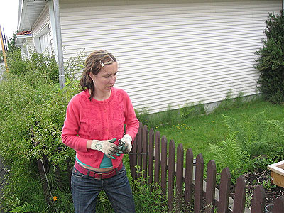 me pruning the climbing rose