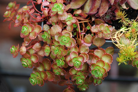 sedum_spurium_sm.jpg