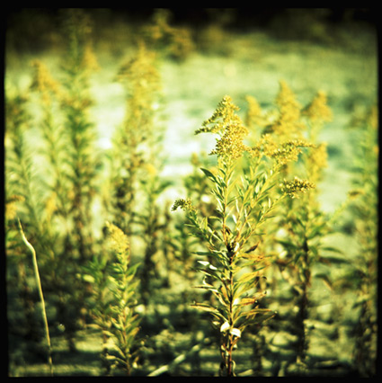 Solidago