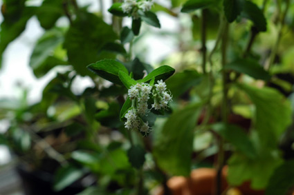 Stevia rebaudiana