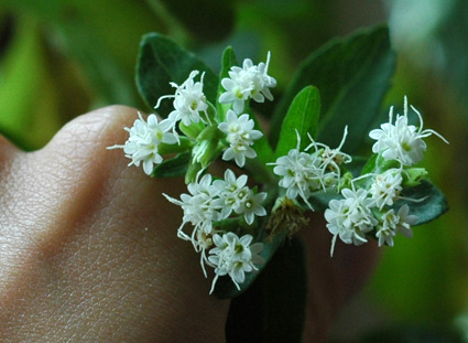 Stevia rebaudiana