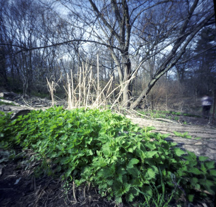 stingingnettle_pinhole.jpg