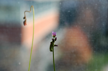 Sundew Flowers by Gayla Trail