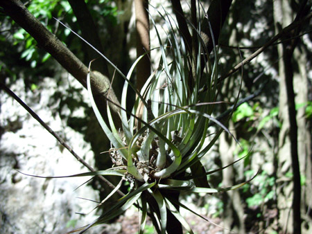 tillandsia_canyon.jpg