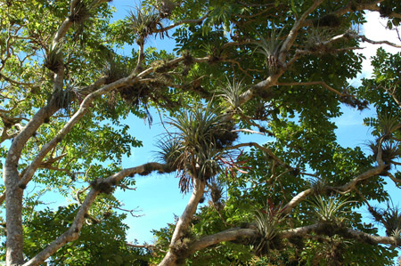 tillandsia_cuba.jpg