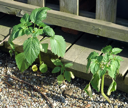 Tomatillo