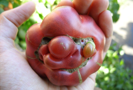 tomato_purplecalabash.jpg