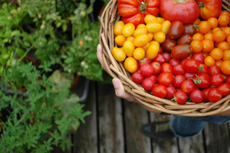 tomatoes_basket.jpg