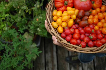 Lots of tomatoes.  Grown on my rooftop in containers.