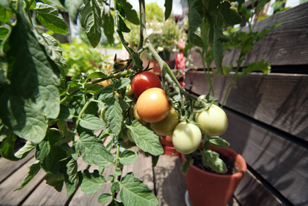 'Whippersnapper' tomatoes