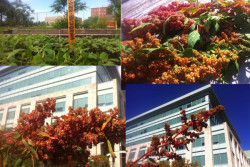 Peterborough Community Garden