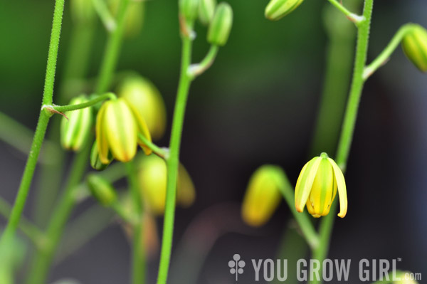 albuca