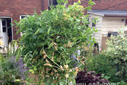 Davin holding all of the pea plants