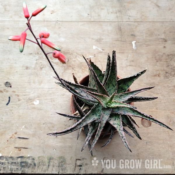 Aloe Pink Blush in bloom