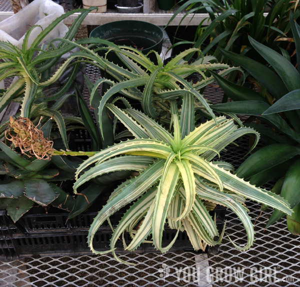 aloearborescens_variegated