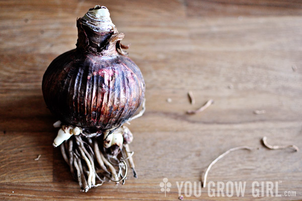 Amaryllis Bulb Rio Negro