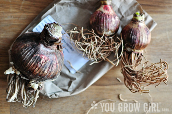 Amaryllis Bulbs