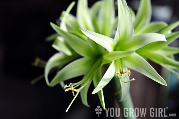 Amaryllis Evergreen