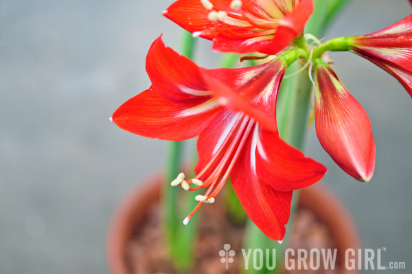 Amaryllis in a pot