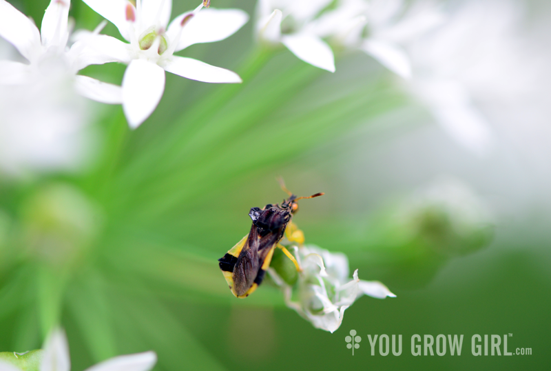 Ambush bug