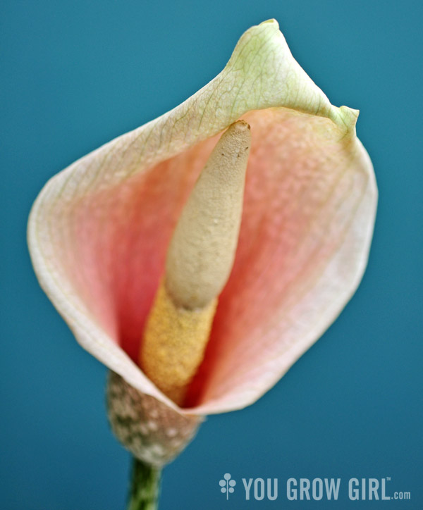 amorphophallus-bulbifer2