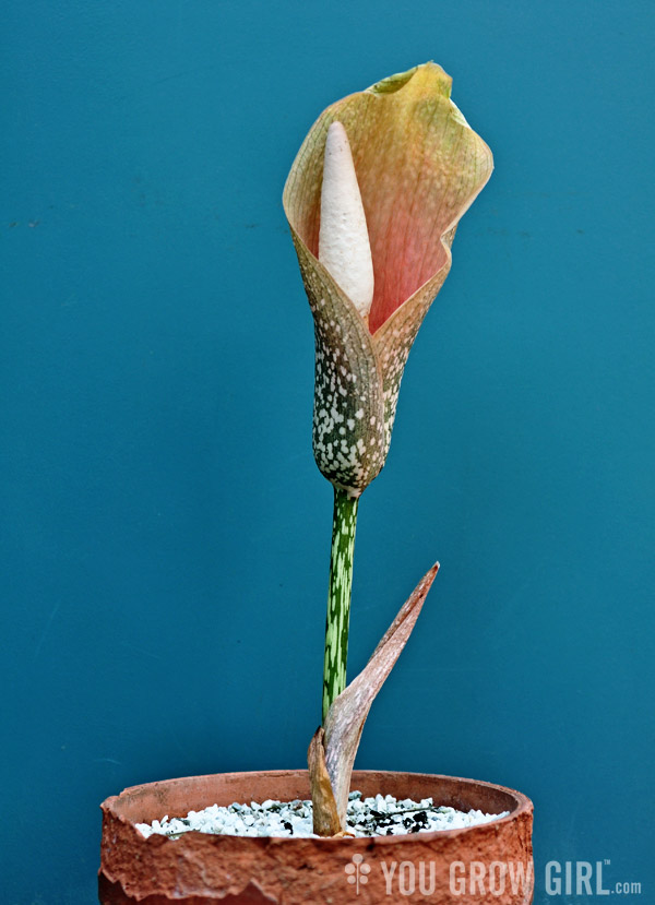 amorphophallus-bulbifer3