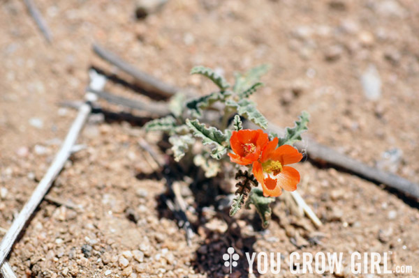 Apricot Mallow