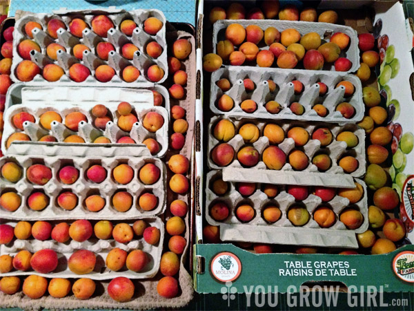 storing freshly picked apricots