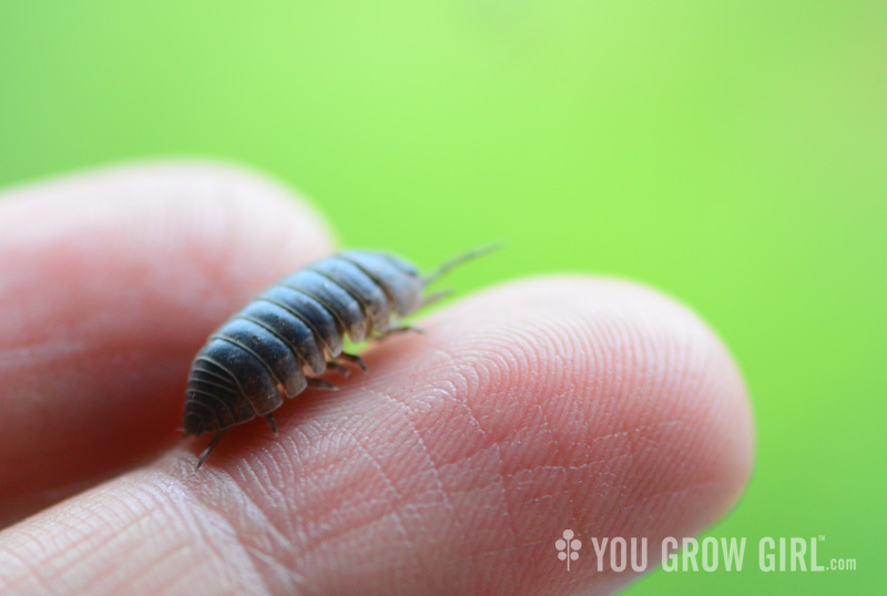 armadillidium vulgare