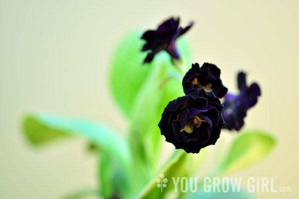 auricula_shalfordsdouble