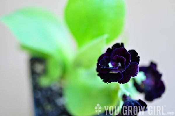 auricula_shalfordsdouble3