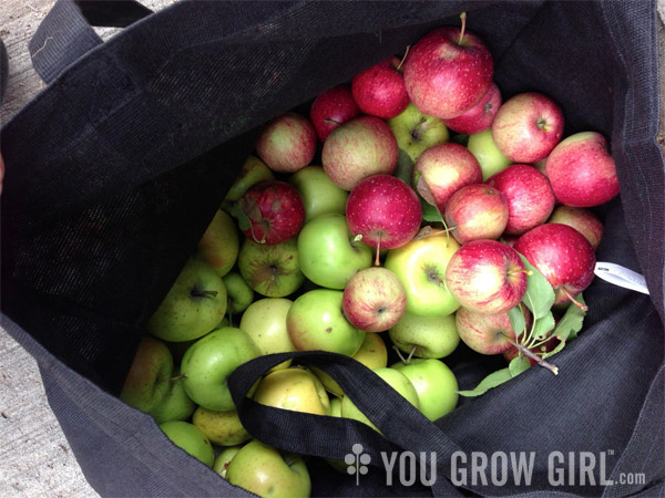 Bag of Foraged Apples