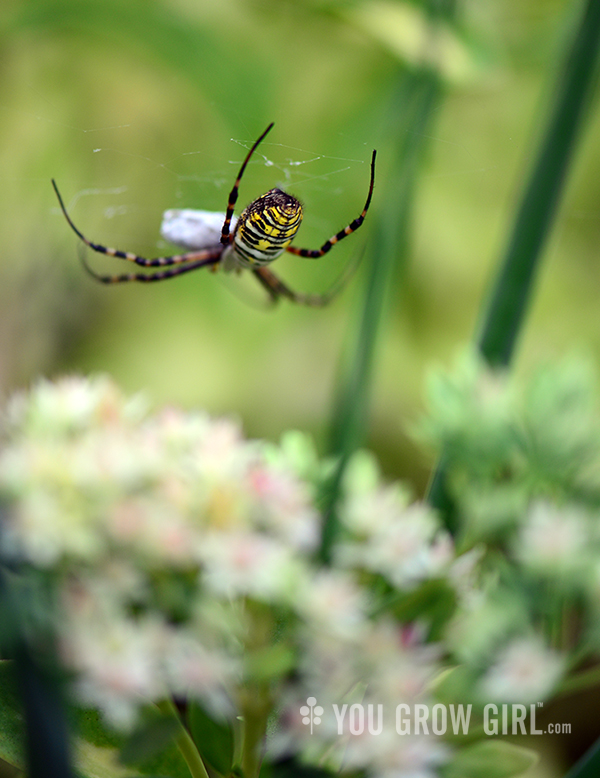 banded_argiopes