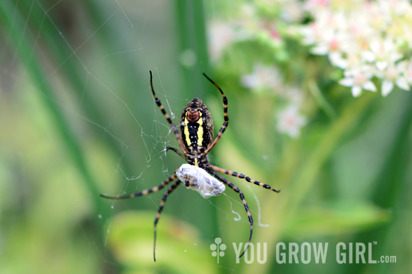 banded_argiopes4