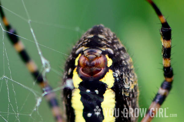 banded_argiopes5