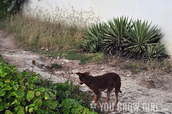 Barbados Agave and Dog