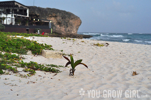 Barbados Beach