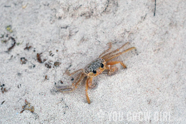Barbados Crab